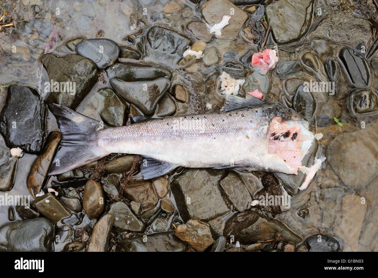 Ein Indikator für das Vorhandensein von Otter Lutra Lutra, Sewin oder Meerforelle Salmo Trutta enthauptet am Ufer des Flusses, Wales, UK Stockfoto