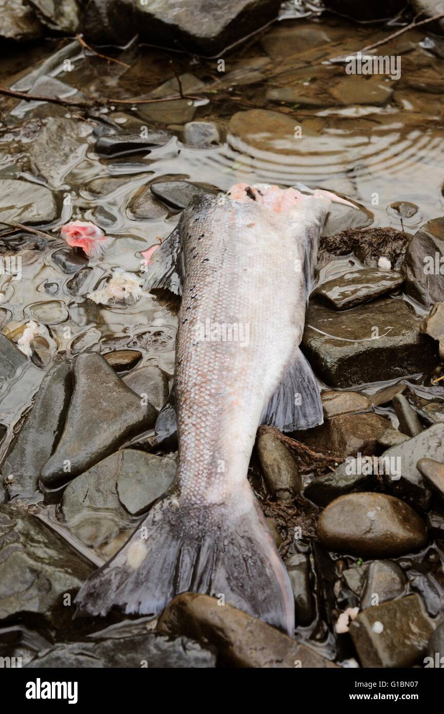 Ein Indikator für das Vorhandensein von Otter Lutra Lutra, Sewin oder Meerforelle Salmo Trutta enthauptet am Ufer des Flusses, Wales, UK Stockfoto