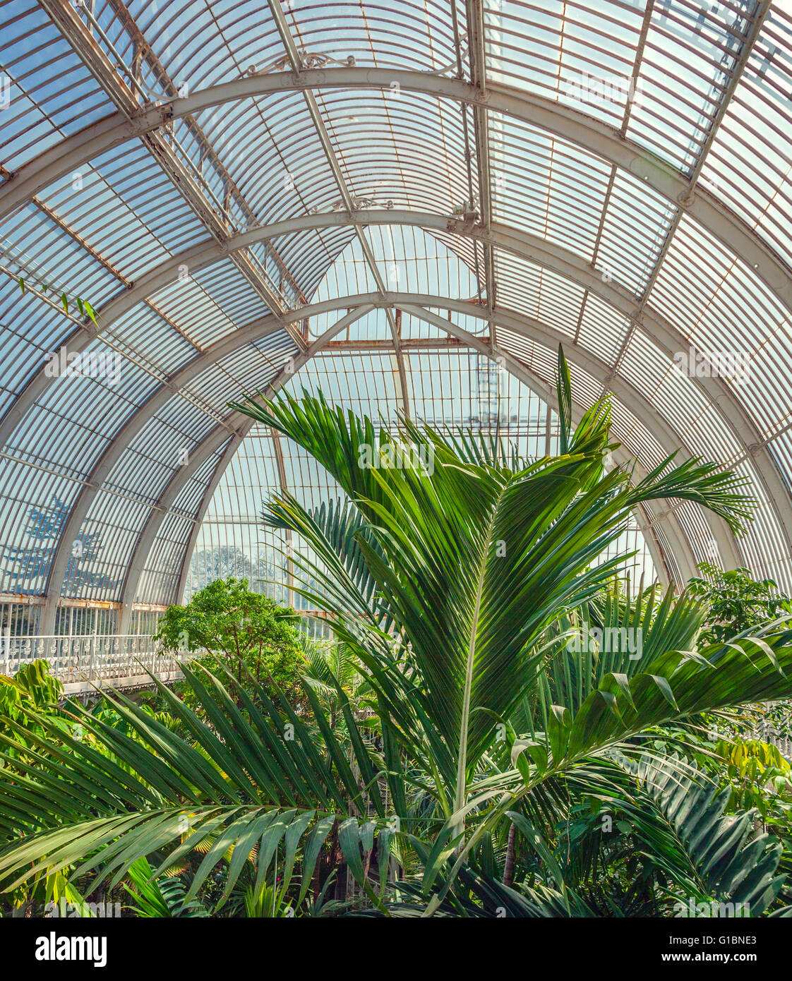 Innere des Palmenhauses in Kew Gardens, Süd-west-London, UK. Stockfoto