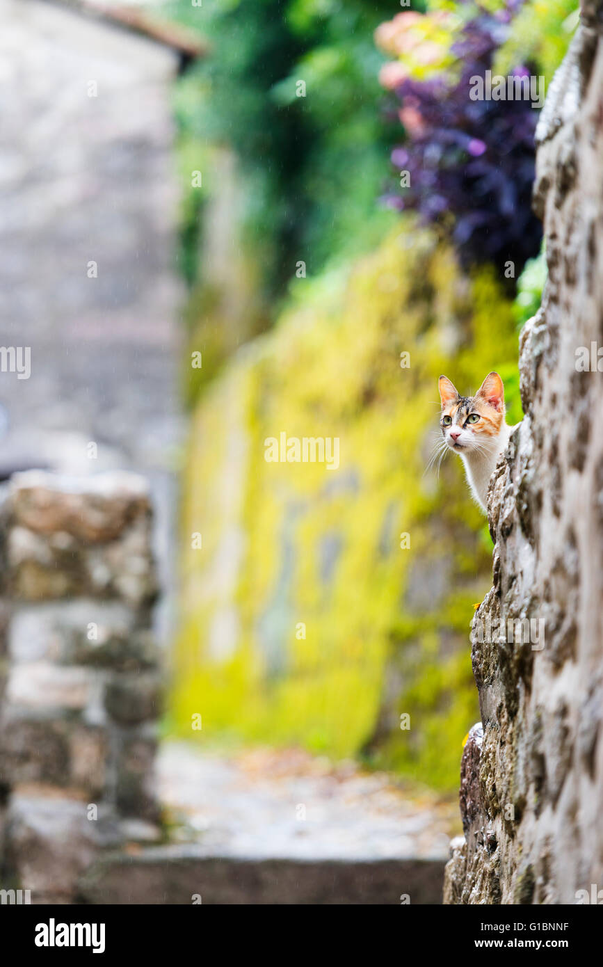 Europa, Balkan, Montenegro, Kotor, der UNESCO, Alley cat Stockfoto