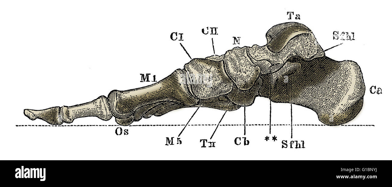 Eine beschriftete Darstellung der Knochen des menschlichen rechten Fuß von der Innenseite. Stockfoto