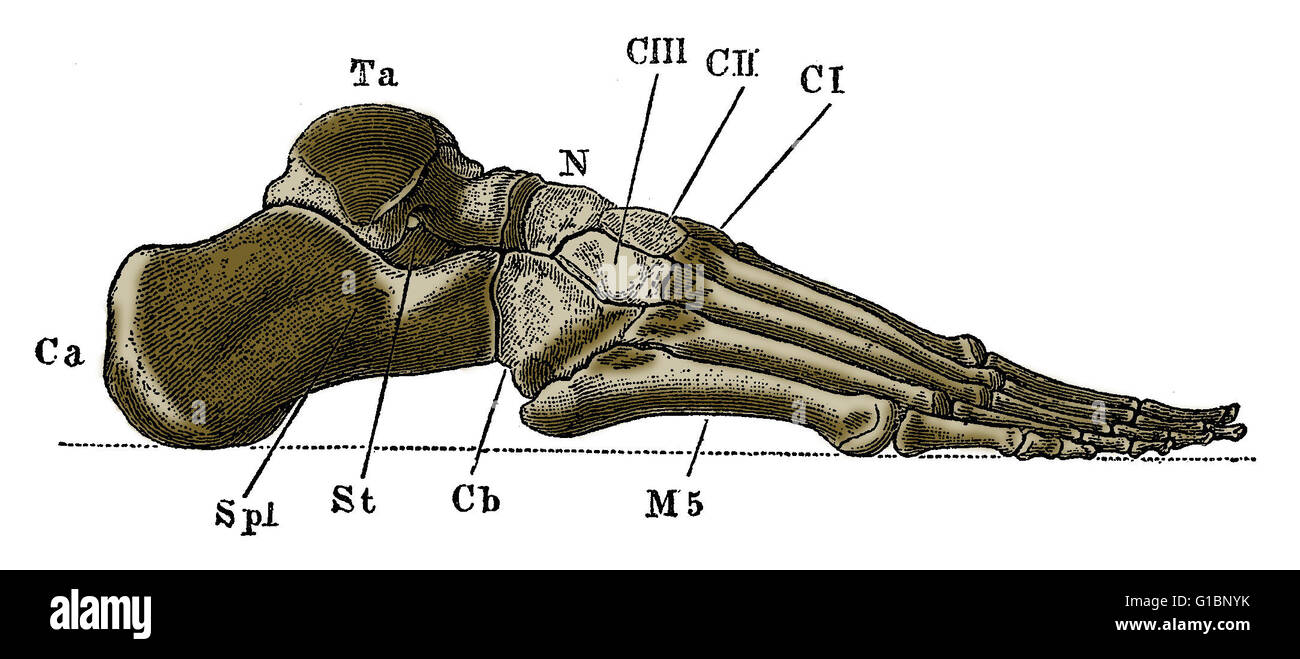 Eine beschriftete Abbildung von der äußeren Seite der Knochen des menschlichen rechten Fuß. Stockfoto