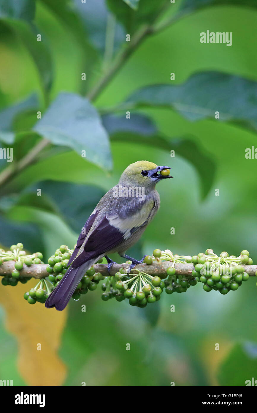 Palm Tanager (Thraupis Palmarum) Stockfoto