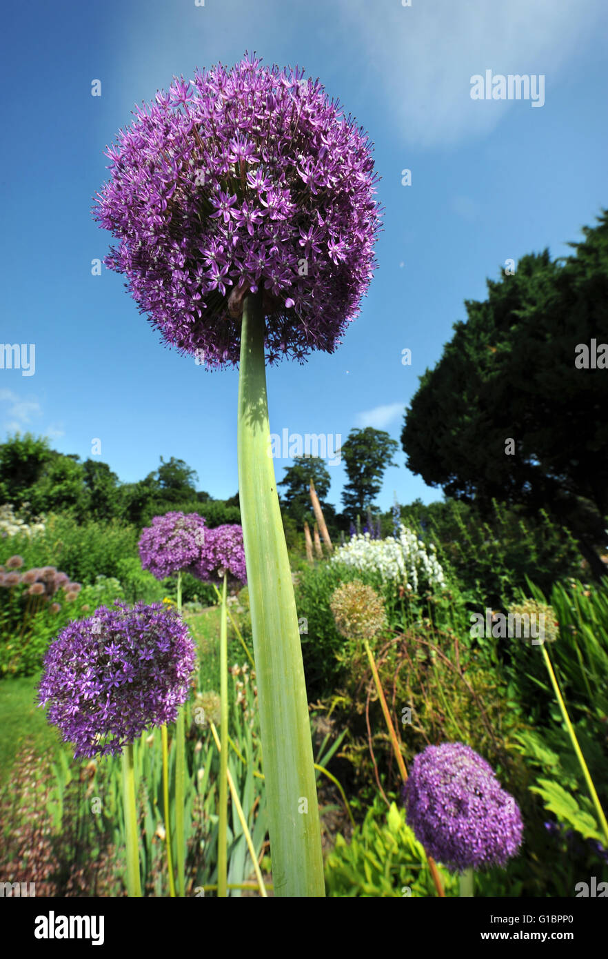 Allium Globemaster in einer krautigen Grenze in einem englischen Landhaus Garten, UK Stockfoto