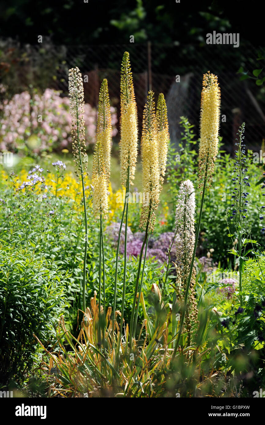 Eremurus oder Fuchsschwanz Lilien wachsen in einem englischen Garten, UK Stockfoto