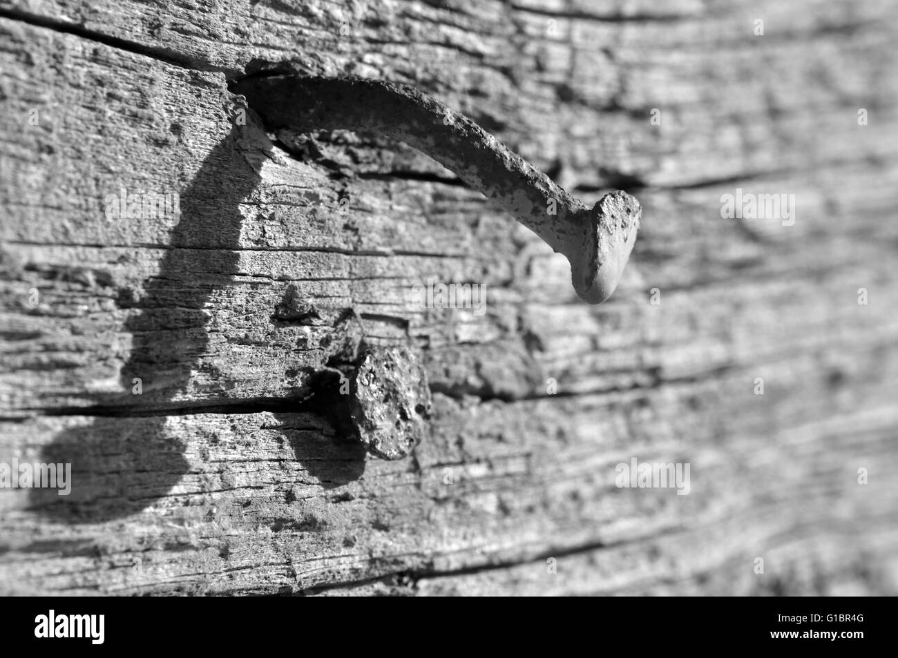 Engen Fokus auf den Kopf von einem rostigen Nagel in einem alten Stück Holz Stockfoto