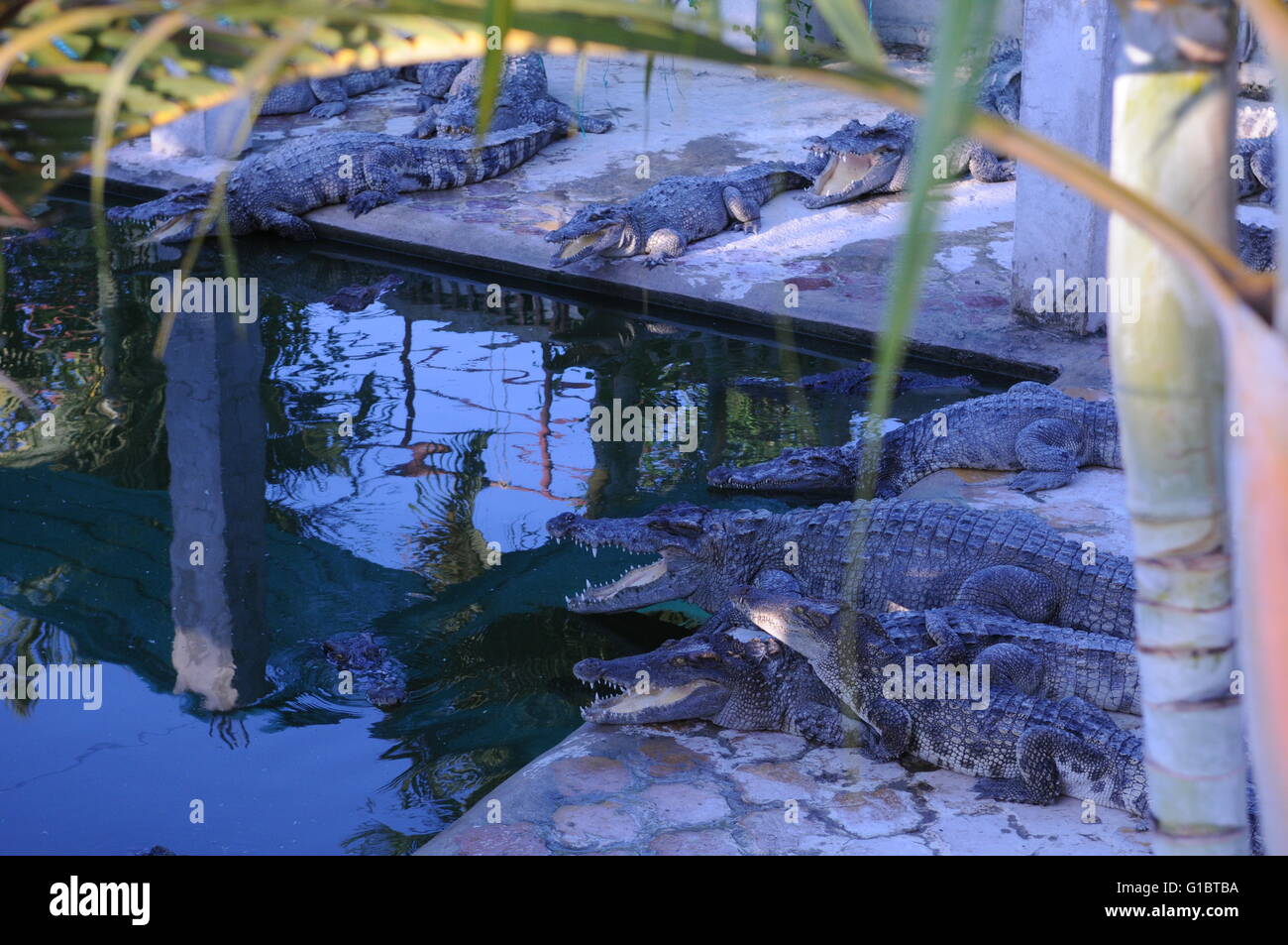 Krokodil-Farm in der Nähe von Battambang, Kambodscha. Kredit: Kraig Lieb Stockfoto