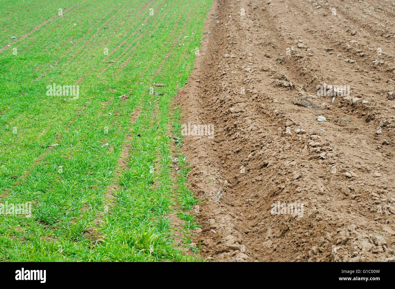 Landwirtschaftlichen Bereich Hintergrund mit grünen Weizen Stockfoto