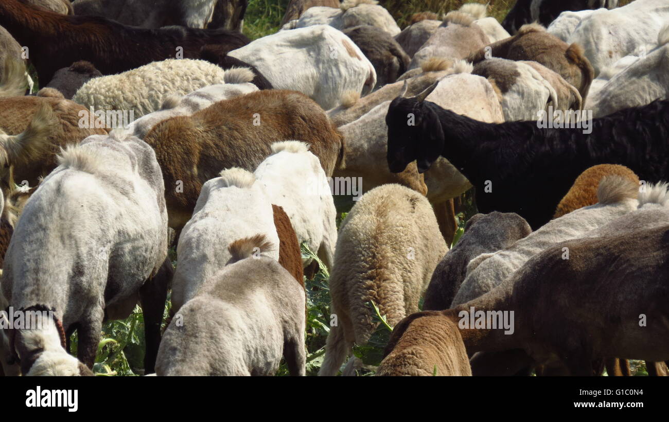 Schaf-Hintergrund Stockfoto