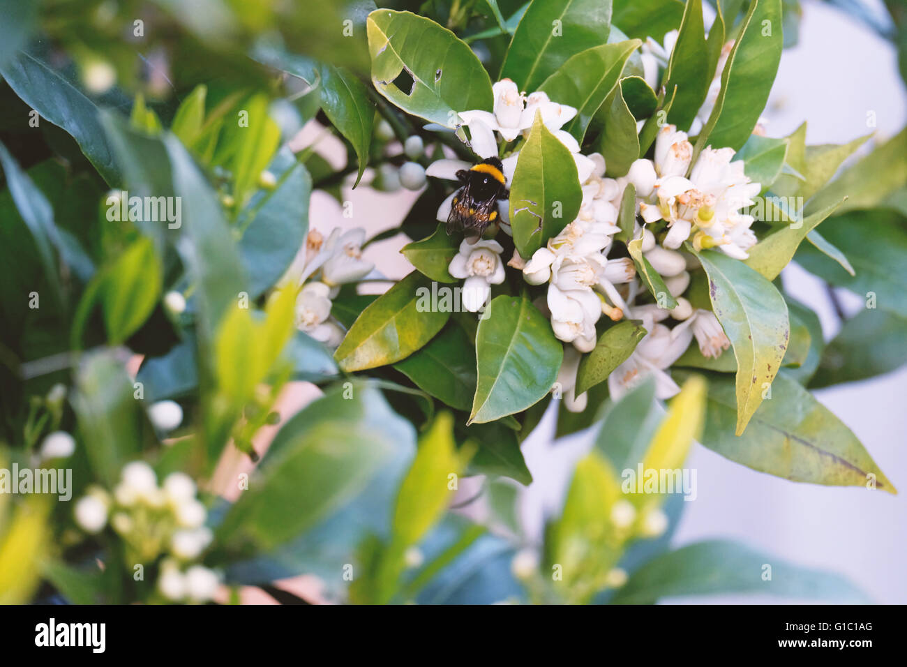 Eine Biene tanzt um von Blume zu Blume Stockfoto