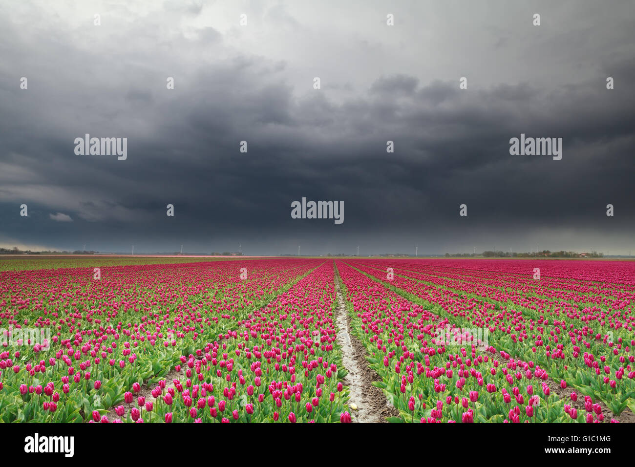 Regenwolken über rote Tulpenfeld, Dronten, Flevoland, Niederlande Stockfoto