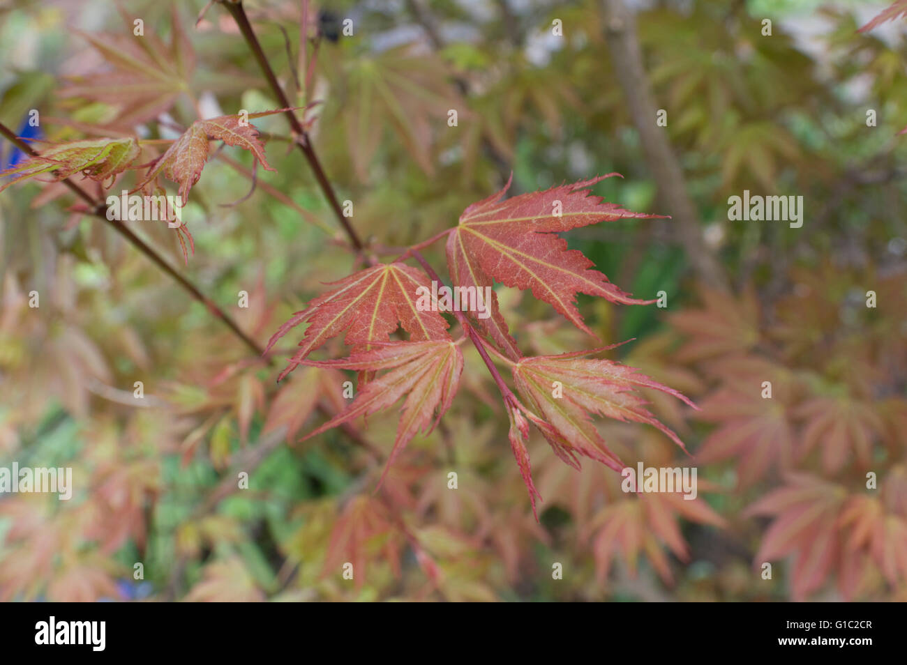 Japanischer Ahorn; Acer; Blätter; erröten; Baum; handförmig; Laubbaum; handförmig; Sapindale; Stockfoto