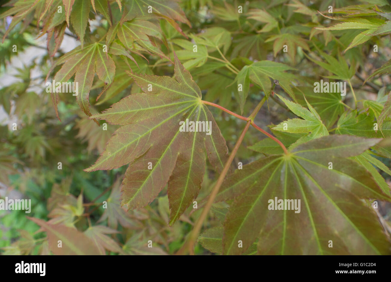 Japanischer Ahorn Acer Blätter Stockfoto