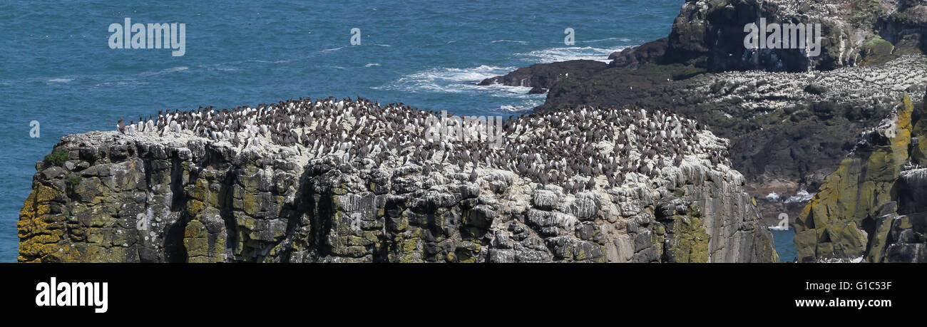 De seabird Kolonie - guillemots Zucht auf Küsten stack, RSPB Rathlin West Light Seabird Centre auf rathlin Island, County Antrim, Nordirland. Stockfoto