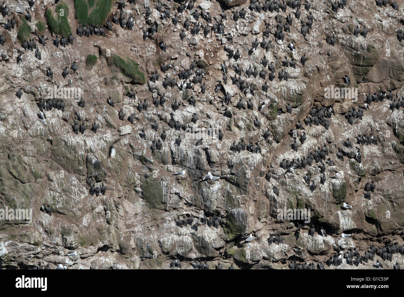 De seabird Kolonie - guillemots Zucht auf Felsvorsprung, RSPB Rathlin West Light Seabird Centre auf rathlin Island, County Antrim, Nordirland. Stockfoto