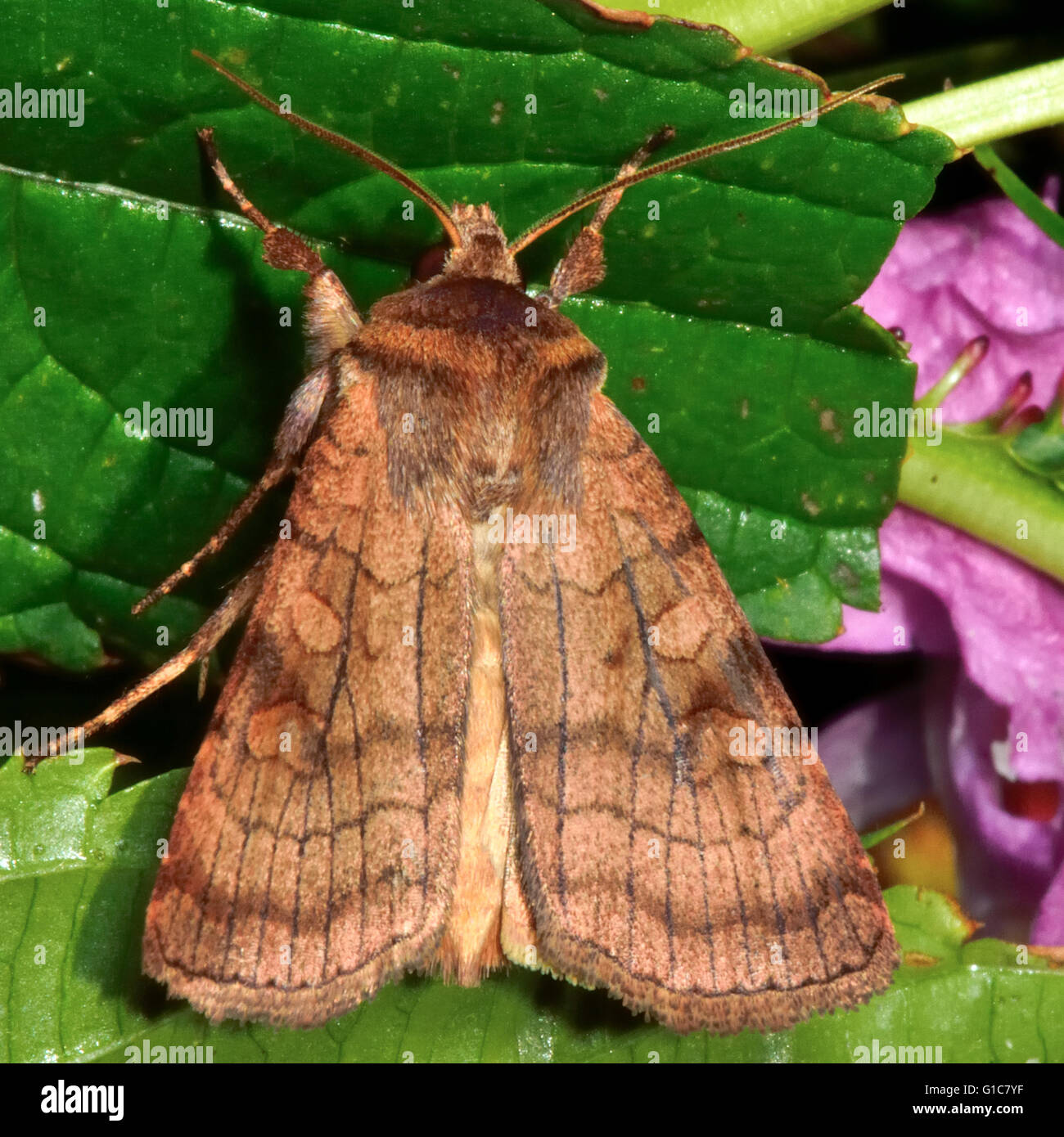 Sechs gestreifte rustikale Motte (Xestia Sexstrigata). Britische Insekt in der Familie Noctuidae, die größte britische Familie von Motten Stockfoto