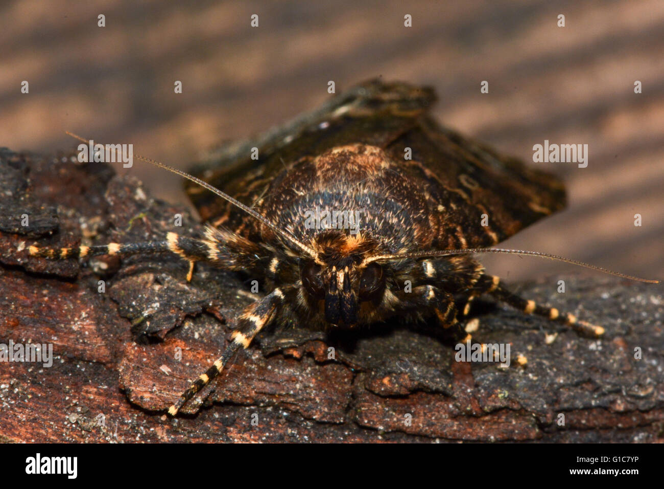 Svensson Kupfer Underwing Motte (Amphipyra Berbera). Britische Insekt in der Familie Noctuidae Stockfoto