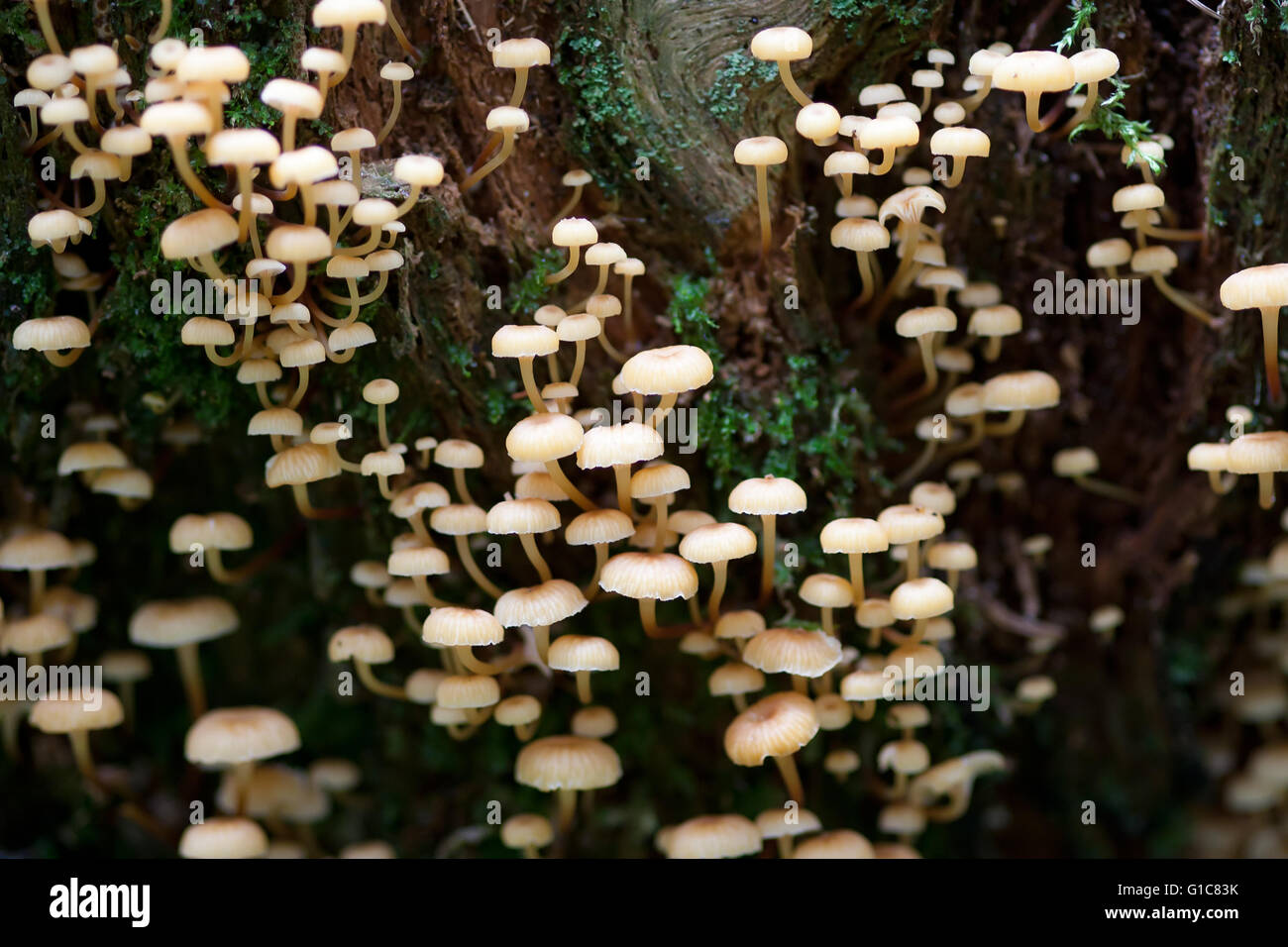 Büschel von Pilzen auf einem faulen Baumstumpf Stockfoto