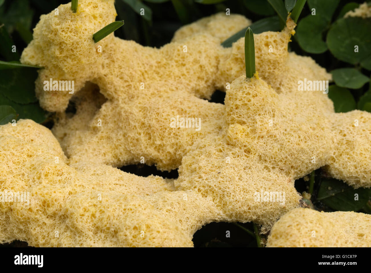 Hund Erbrechen Schleim Schimmel auf Klee und Rasen im Garten. Fuligo Septica. Auch bekannt als Scrambled Egg Slime oder Blumen von Tan Stockfoto