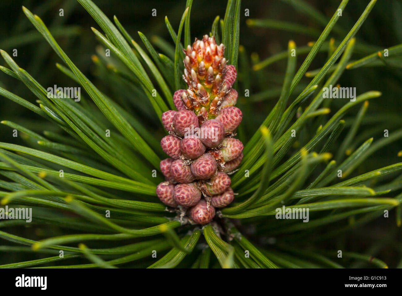Männlicher Blütenstand der Latschenkiefer (Pinus Mugo) Stockfoto