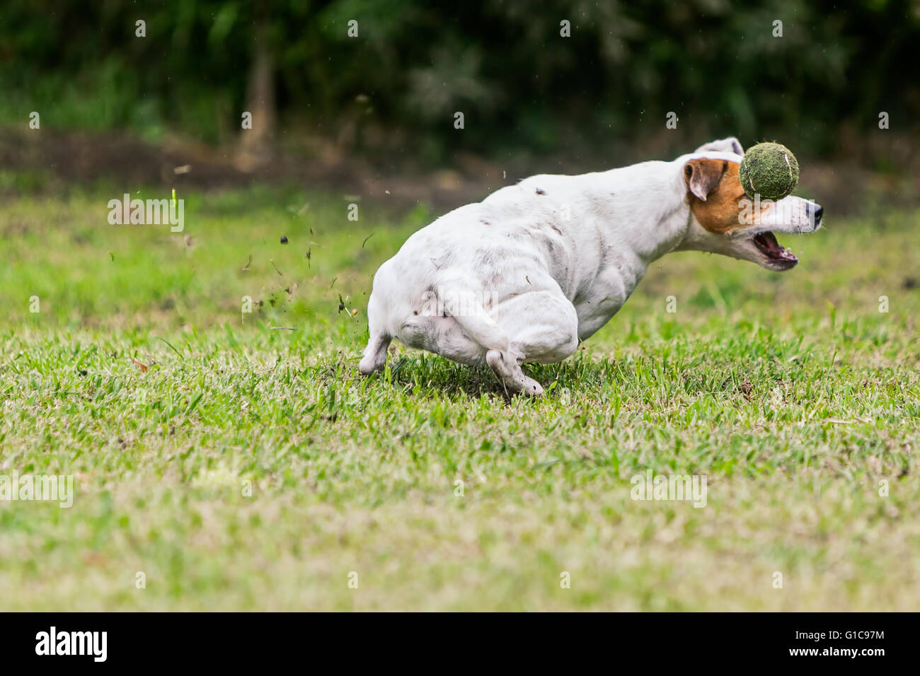 Jack-Russell-Terrier Hündin fangen einen Tennisball In einem Rasen-Wiese Stockfoto