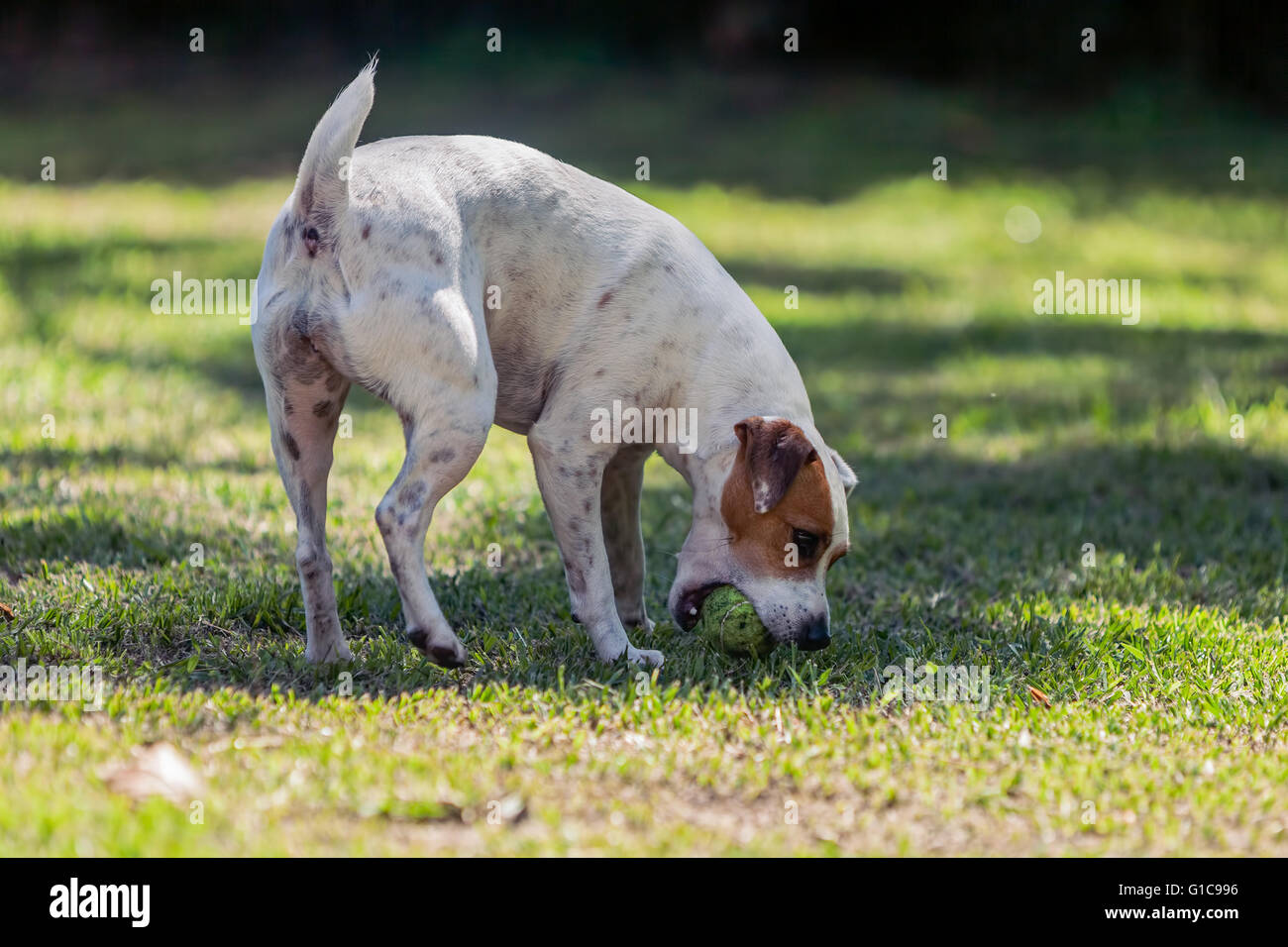 Hunderasse Jack-Russell-Terrier Hündin spielen im Park mit ihrem Tennisball Stockfoto