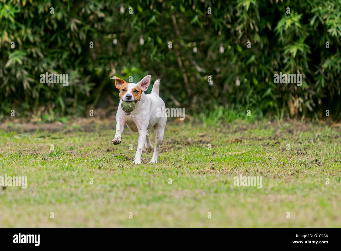 Parson Russell Terrier Hündin läuft mit seinem Lieblingsspielzeug Stockfoto