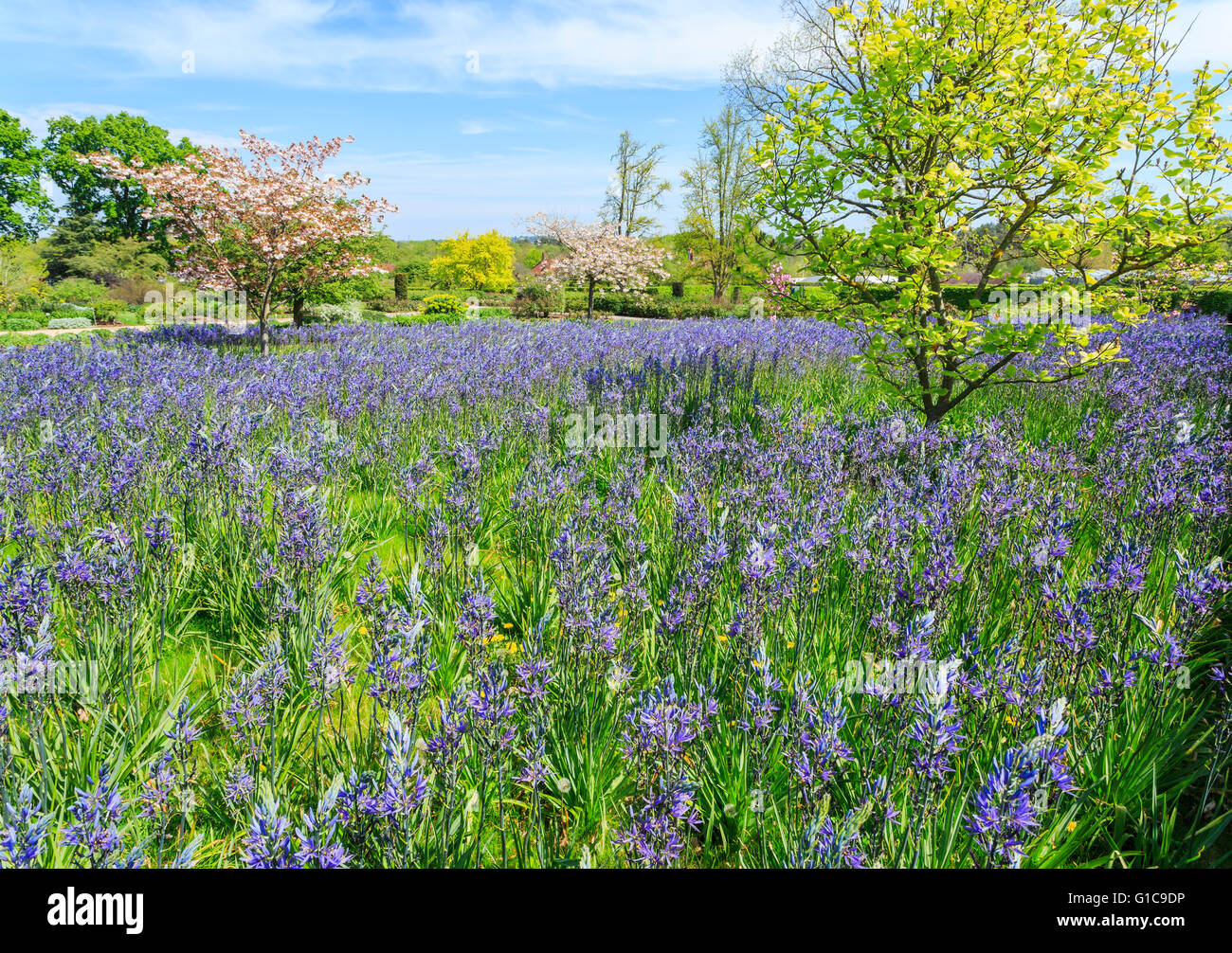 Glühlampe Anzeige Frühling: blau Camassia Leichtinii bei RHS Gärten in Wisley, Surrey, UK im Frühling blühen Stockfoto