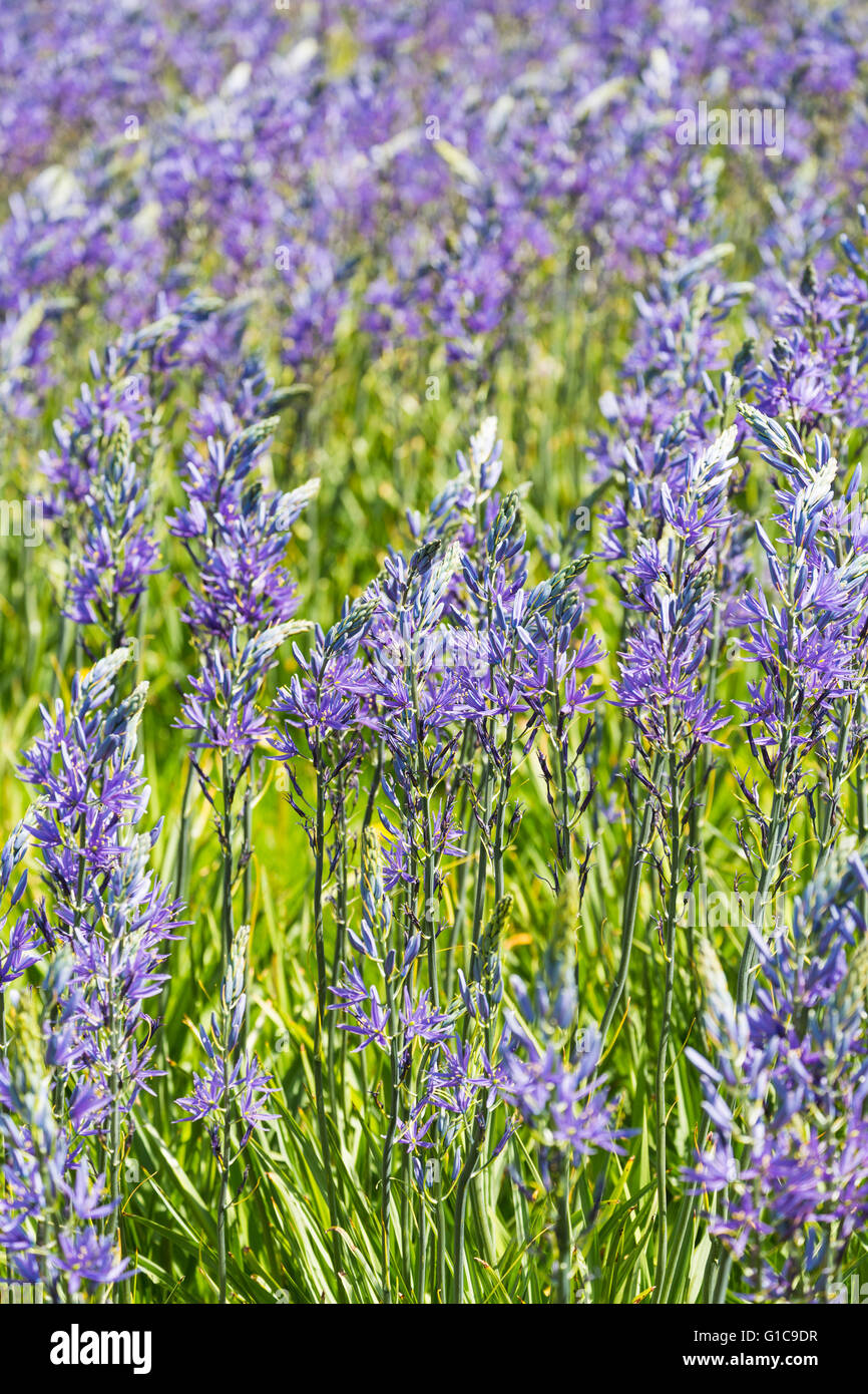 Glühlampe Anzeige Frühling: blau Camassia Leichtinii bei RHS Gärten in Wisley, Surrey, UK im Frühling blühen Stockfoto
