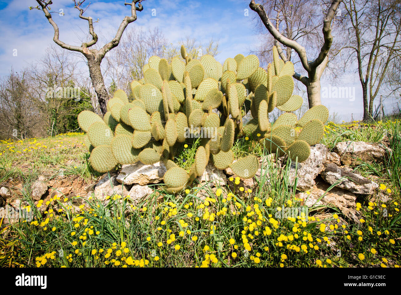 Spontane Kaktus Pflanze im mediterranen Klima des südlichen Italien. Stockfoto