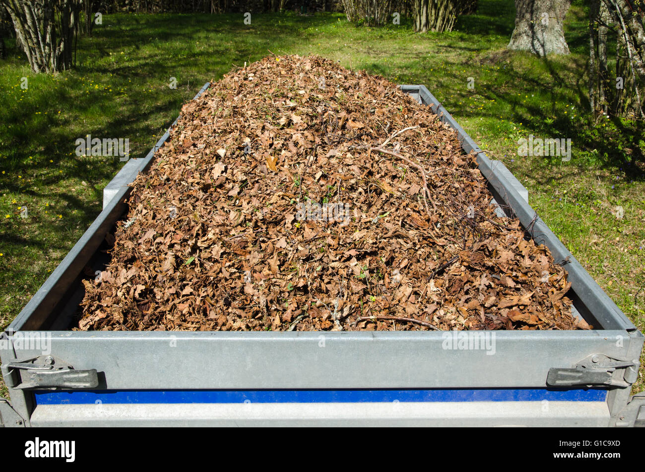 Kleine Anhänger beladen mit trockenen Blättern, wenn der Garten im Frühjahr gereinigt wird Stockfoto