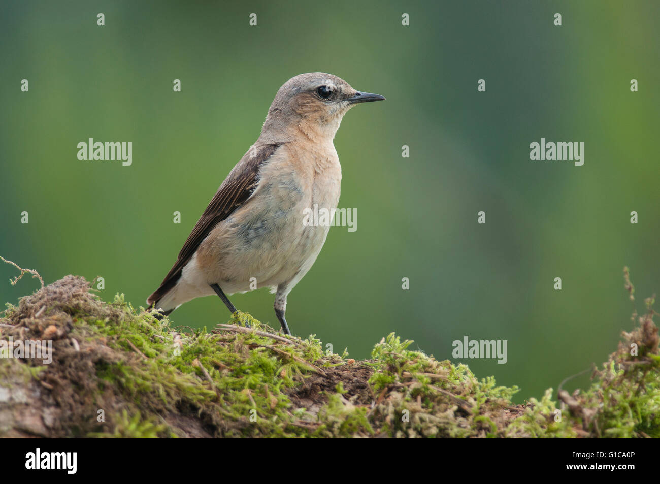 Nördlichen Steinschmätzer Stockfoto