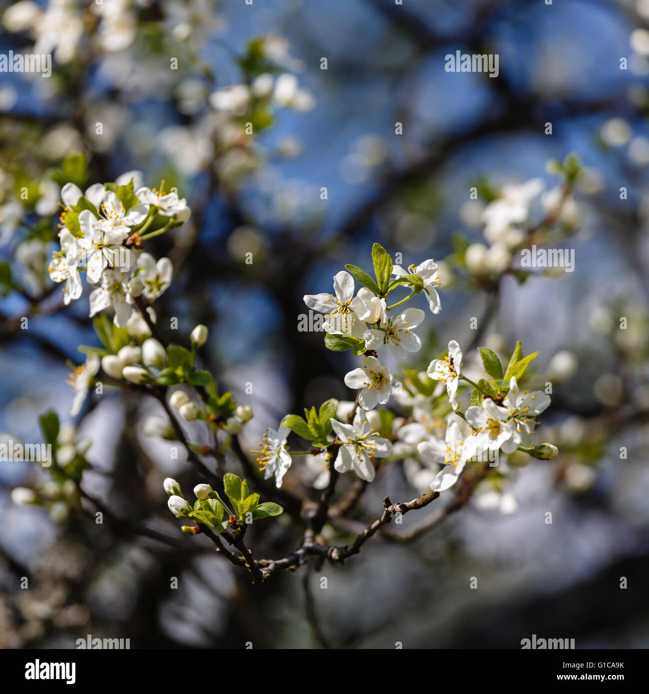 Blumen von der blühenden Apfelbaum gegen den blauen Himmel Stockfoto
