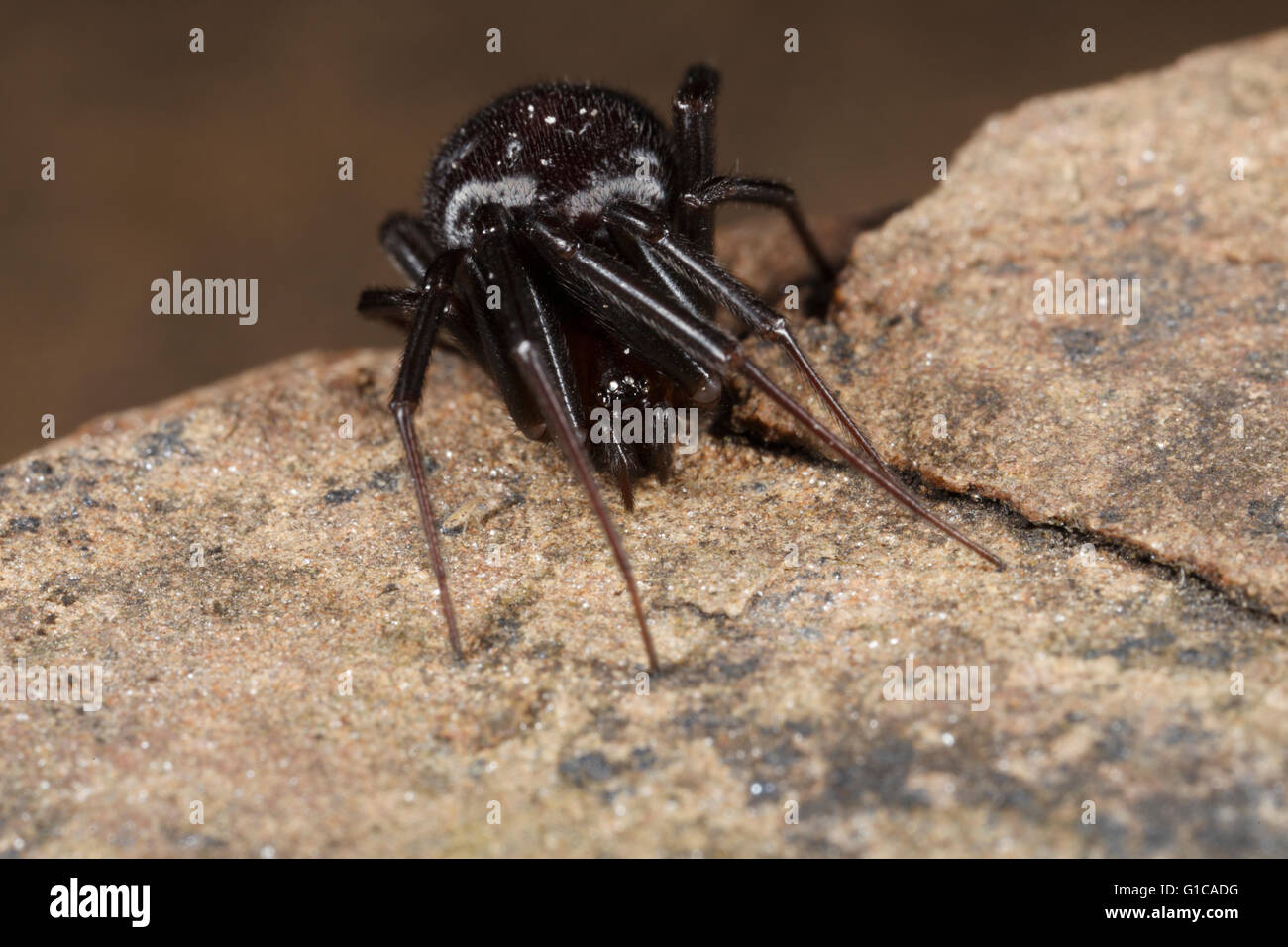 Steatoda Grossa Schrank Spinne. Defensive Haltung. Stockfoto