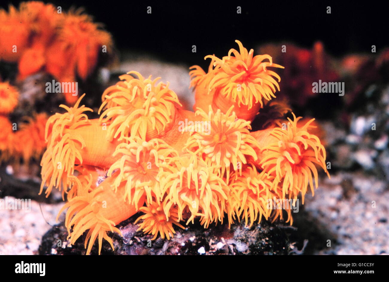 Kolonie der ahermatypique Korallen, Tubastrea sp. Stockfoto