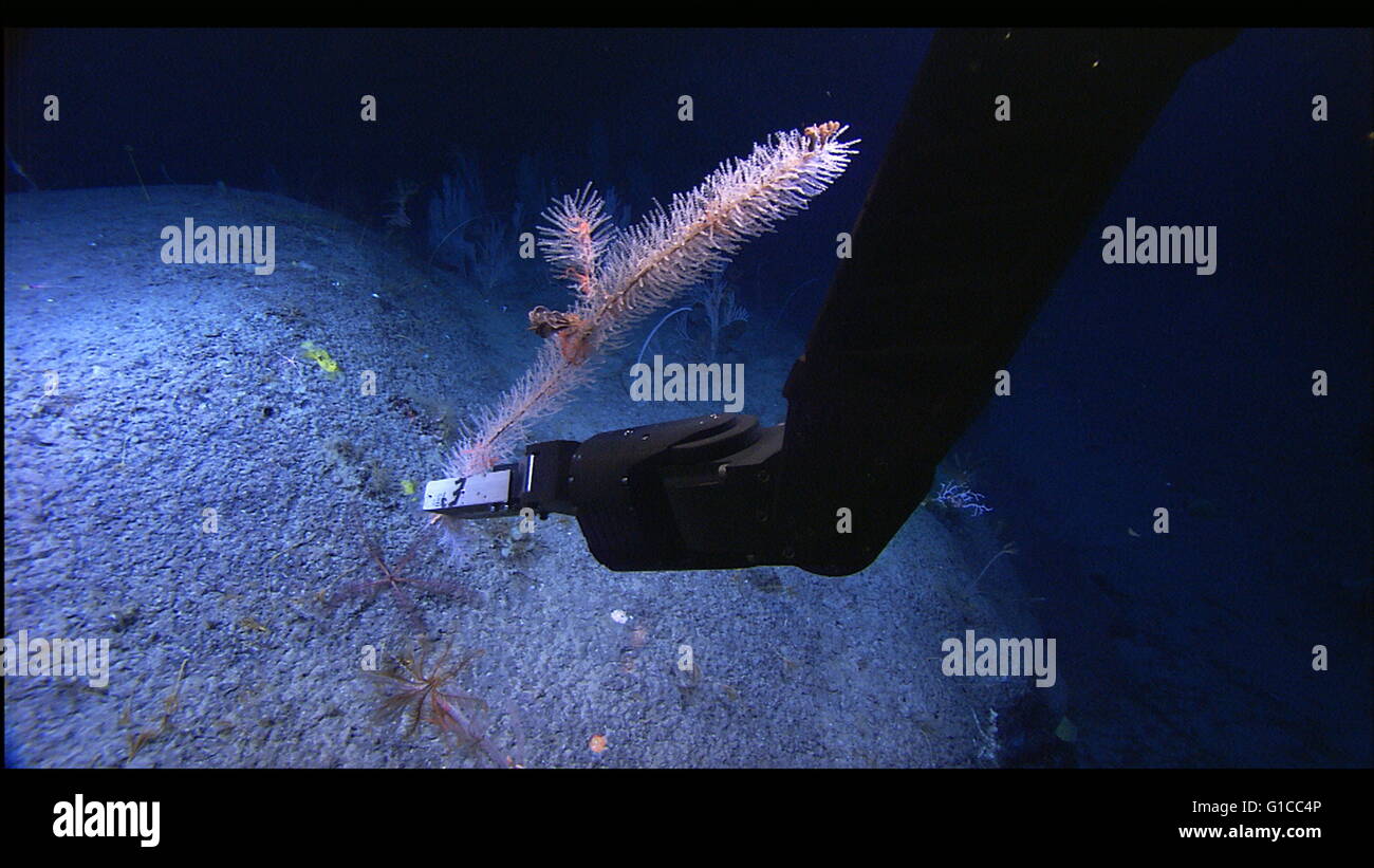 North Atlantic Stepping Stones Expedition 2005. Bottlebrush weiße Koralle (Thouarella SP.) gesammelt von 1458m Tiefe auf Manning Seamount. Bottlebrush weißen Korallen sind oft verzweigt, mit jeder Zweig mit Hunderten von individuellen Mund oder Polypen. Stockfoto
