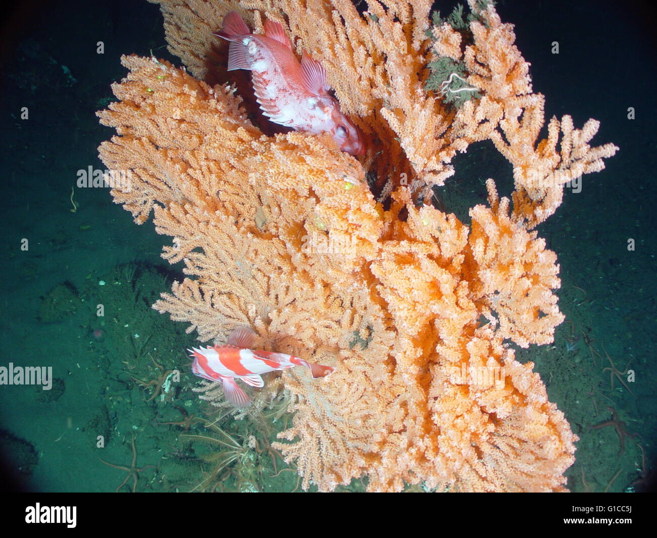 Primnoa Pacifica bietet Lebensraum für Drachenköpfe. Stockfoto