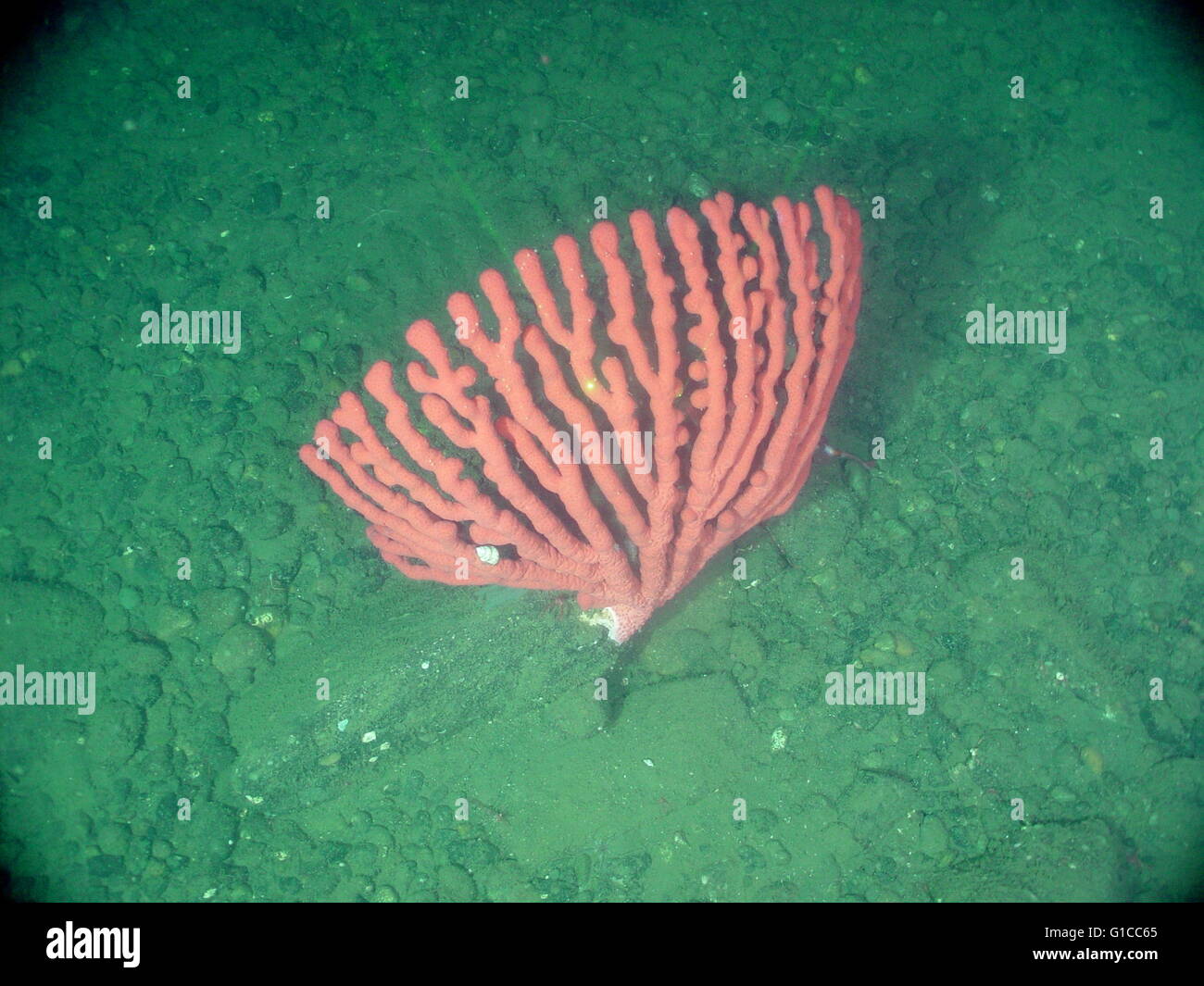 Tiefsee-Korallen (Paragorgia Arborea Pacifica) Stockfoto