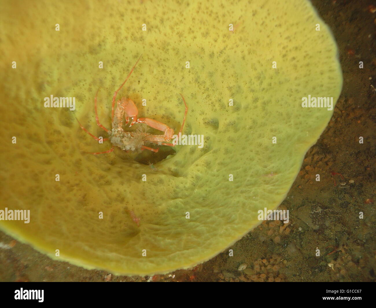 Krabben und kleine grüne Garnelen Leben in einer gelben Vase Schwamm Stockfoto