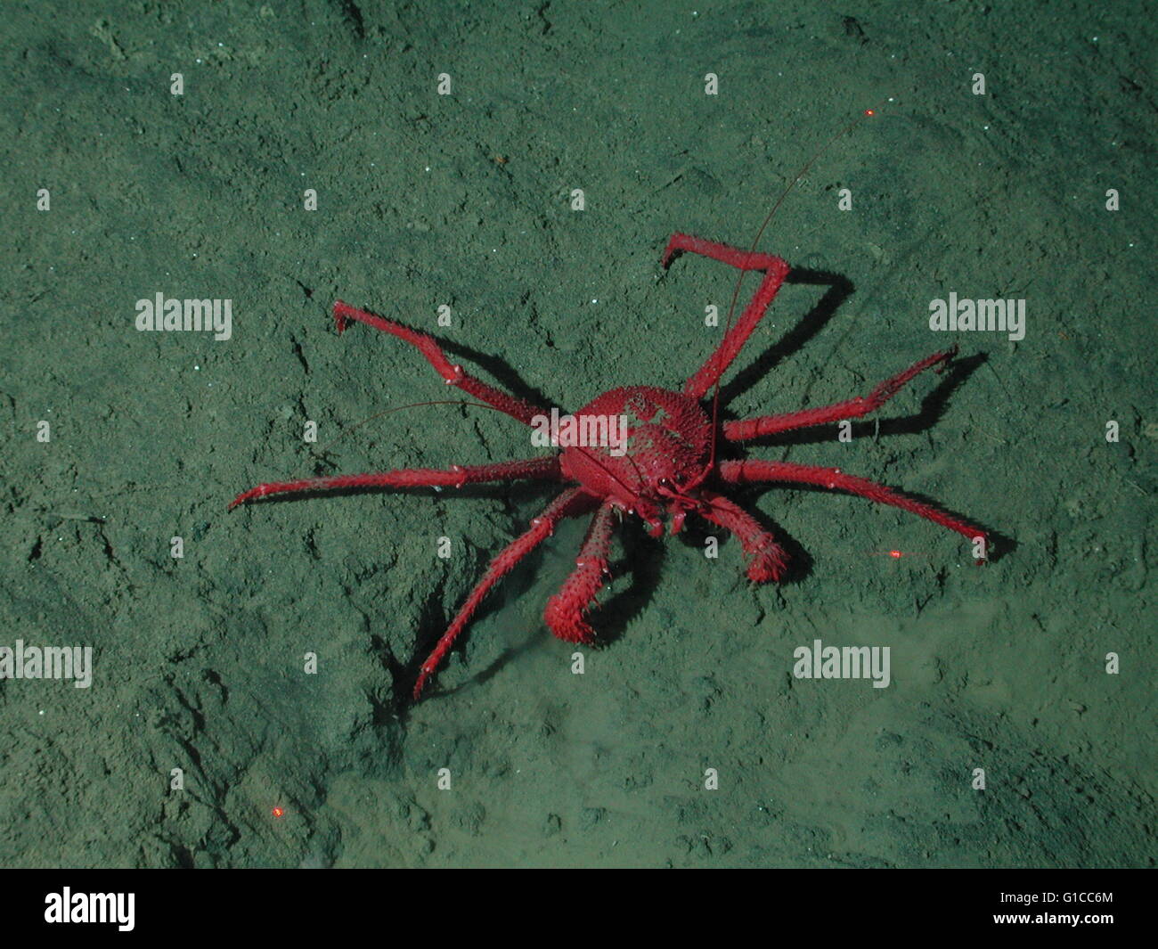 Krabbe am Meeresboden Stockfoto