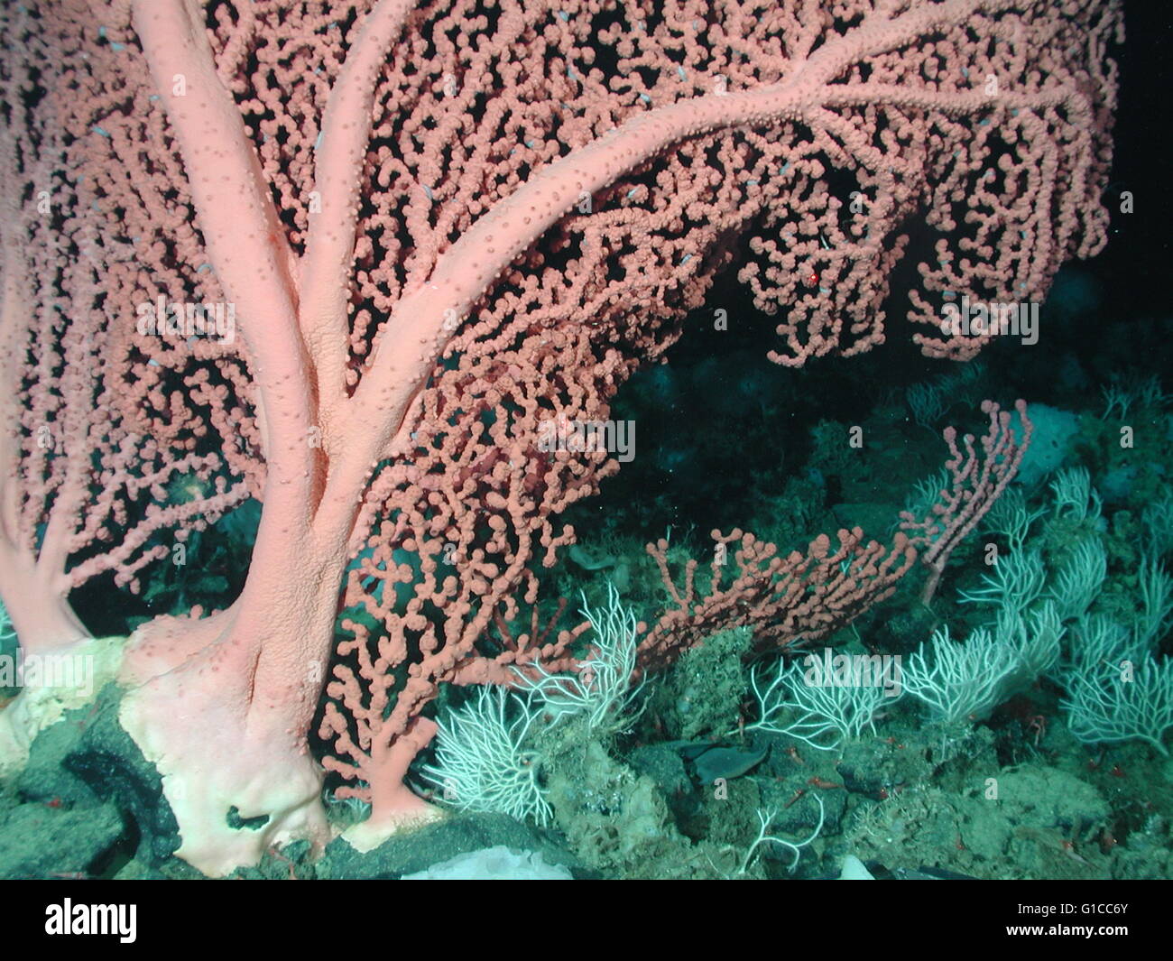 Bubblegum Coral (Paragorgia Arborea). Stockfoto