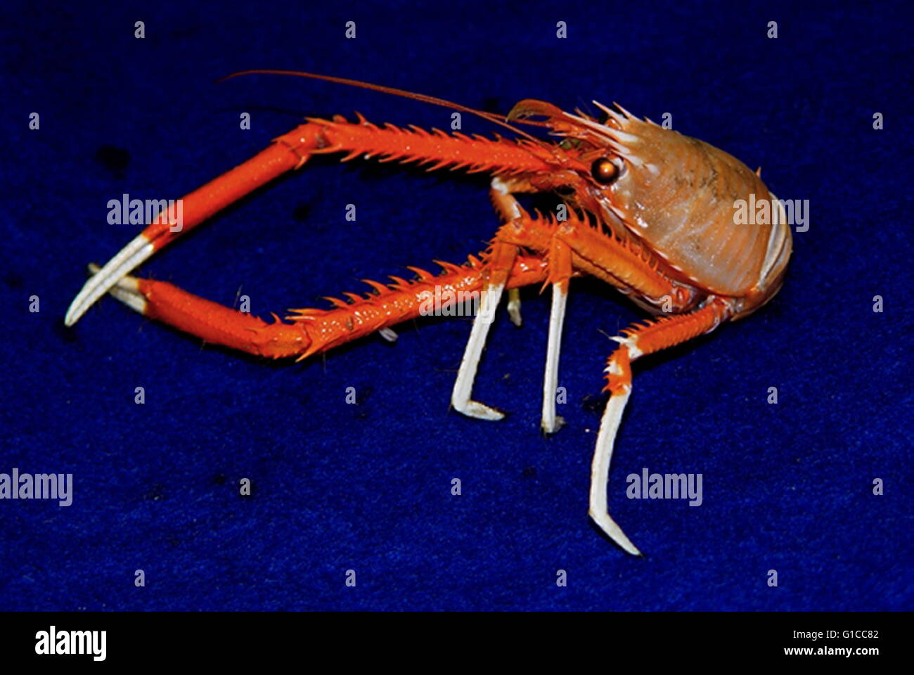 Galatheid Krabbe mit einer einzigen Sehpigment, vorläufig als Eumunida Picta identifiziert Stockfoto