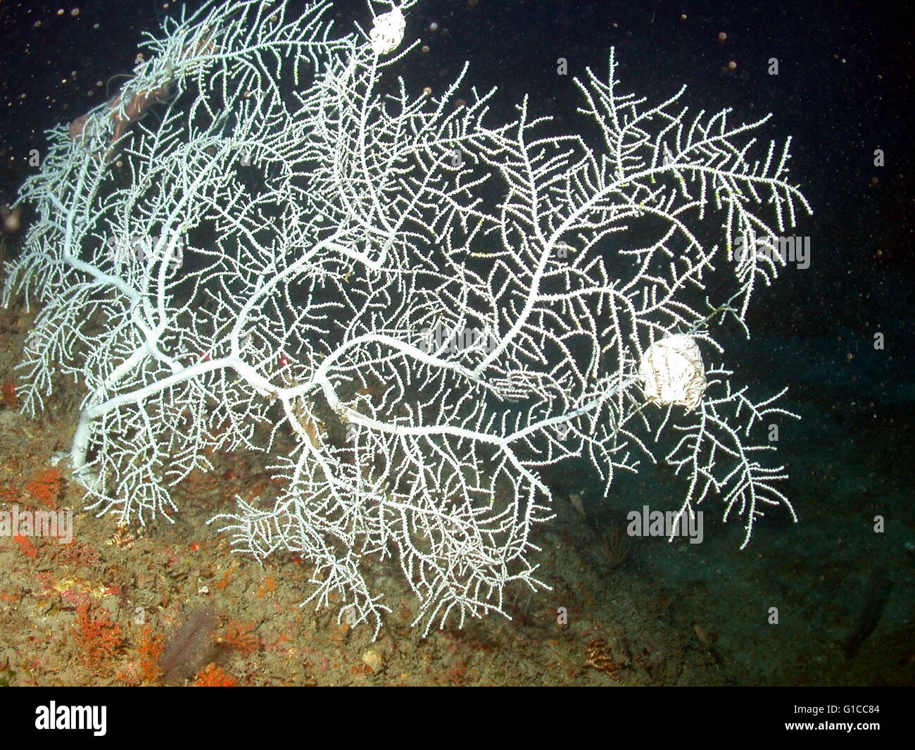 Weiße Gorgonia Korallen. Stockfoto
