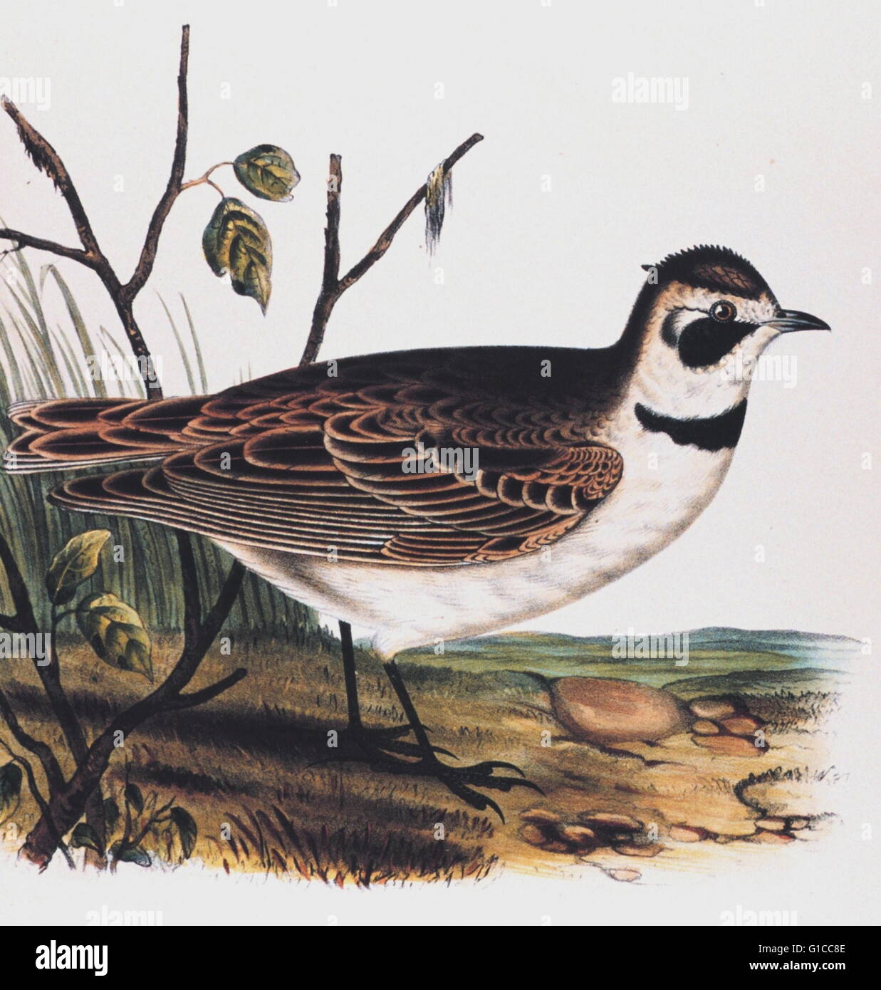 Eremophila Cornuta, Boie. Sky Lark. Dieses Bild wurde aufgenommen: Berichte der Erkundungen und Befragungen... Volumen X. 1859 Stockfoto