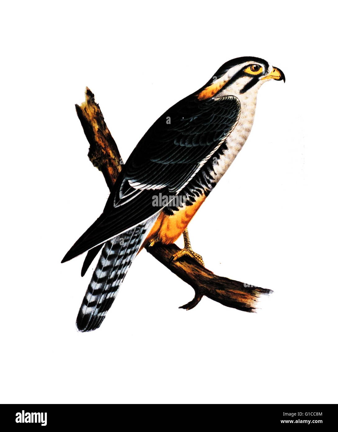 Buteo Elegans, Cassin (Erwachsene). Dieses Bild wurde aufgenommen: Berichte der Erkundungen und Befragungen Volumen X. 1859. Stockfoto