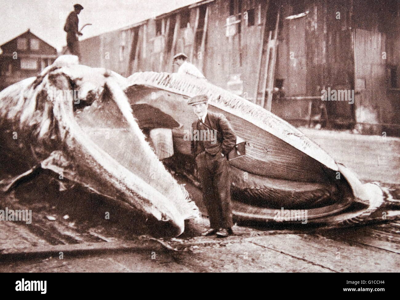 Zuschauer besuchen die Karkasse eines geschlachteten Wals; England 1900 Stockfoto