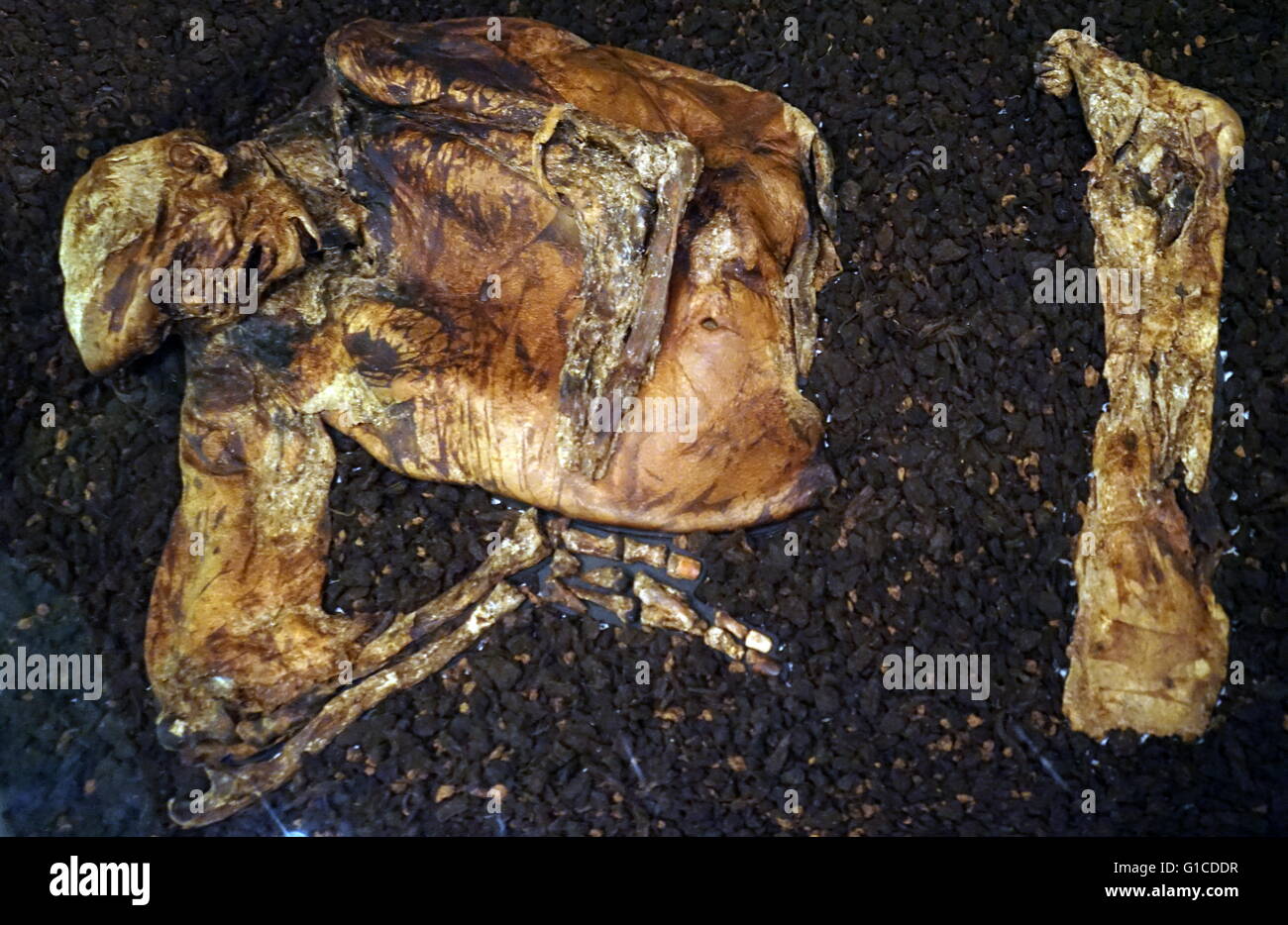 Lindow Mann ist der erhaltene Moor Körper eines Mannes in einem Torfmoor bei Lindow Moos in der Nähe von Wilmslow in Cheshire, North West England entdeckt. Stockfoto