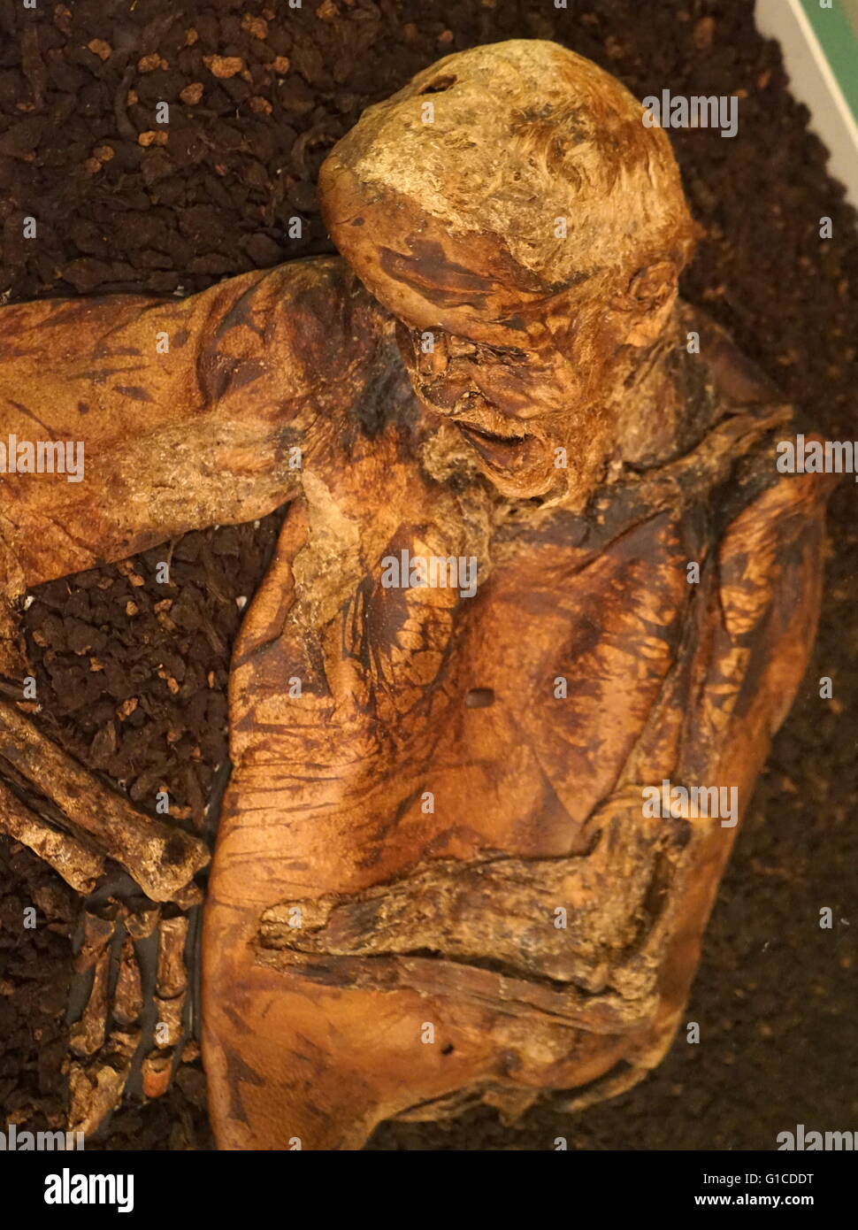 Lindow Mann ist der erhaltene Moor Körper eines Mannes in einem Torfmoor bei Lindow Moos in der Nähe von Wilmslow in Cheshire, North West England entdeckt. Stockfoto