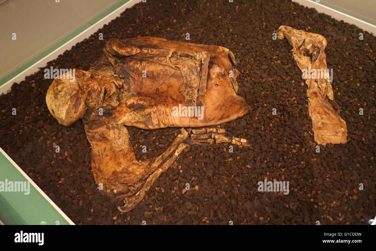 Lindow Mann ist der erhaltene Moor Körper eines Mannes in einem Torfmoor bei Lindow Moos in der Nähe von Wilmslow in Cheshire, North West England entdeckt. Stockfoto