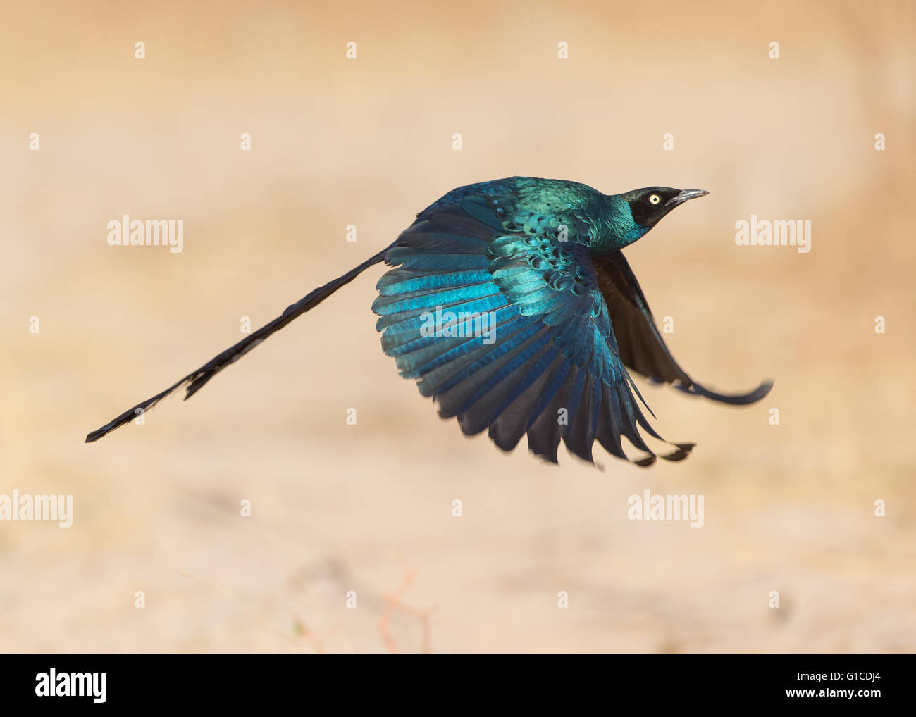 Long-tailed glänzend Starling, Glanzstare Caudatus im Flug Stockfoto